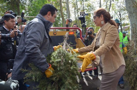 El alcalde Américo Zuñiga resaltó que Xalapa es el municipio que recolecta mayor número de árboles para su reciclaje. Para 2017 la meta son 18 mil árboles, mil más que el año pasado. 