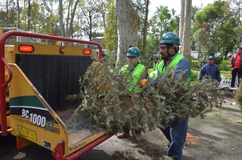 El Alcalde de Xalapa, Américo Zúñiga,  acompañado por los Delegados de la Semarnat y Conafor así como de la Secretaria de Medio Ambiente, dieron inicio a la campaña <em>Recicla tu Navidad</em>, con la finalidad de reutilizar los árboles navideños y transformarlos en composta.  Resaltó que Xalapa es el municipio que recolecta mayor número de árboles para su reciclaje. Para 2017 la meta son 18 mil árboles, mil más que el año pasado. 
