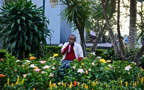 Aspirar el aroma de las flores, a algunos los hace volar a otros mundos. Y dice mi tía abuela que por eso dejaron de sembrar amapolas en el parque Juárez. 