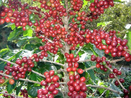 200 productores de café en 13 comunidades indígenas de los municipios de Tequila y Mixtla de Altamirano, ya colocan su producción en los mercados nacionales e internacionales. 