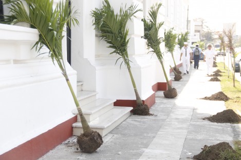 Integrantes de la fundación <em>Por Una Ciudad Amigable</em> y de la fundación ecologísta <em>Chalchi</em>, realizaron la siembra de 50 palmeras Kerpi sobre la avenida Xicoténcatl como parte de la campaña de reforestación del centro histórico de la ciudad de Veracruz. 