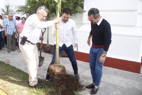 Integrantes de la fundación <em>Por Una Ciudad Amigable</em> y de la fundación ecologísta <em>Chalchi</em>, realizaron la siembra de 50 palmeras Kerpi sobre la avenida Xicoténcatl como parte de la campaña de reforestación del centro histórico de la ciudad de Veracruz. 