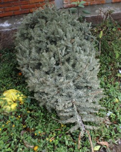 Poco más de 15 días quedan para reciclar los arbolitos, sin embargo muchos son quienes aún no tienen la cultura de llevarlos a los centros de acopio, ahí se queda el amor por el mundo que se pregonó en Navidad. 