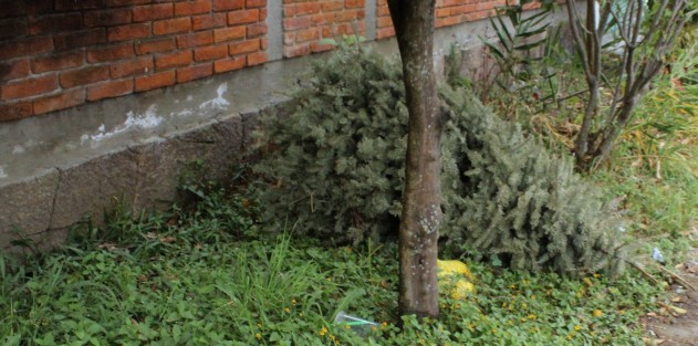 Poco más de 15 días quedan para reciclar los arbolitos, sin embargo muchos son quienes aún no tienen la cultura de llevarlos a los centros de acopio, ahí se queda el amor por el mundo que se pregonó en Navidad.  