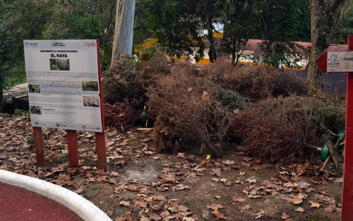 Como se puede ver en calles de Xalapa, muchas personas aún no tienen la cultura del reciclaje de árboles de Navidad, por lo que en el Centro de Acopio en el parque El Haya solo se han recolectado unos cuantos, a unos días de finalizar la campaña.