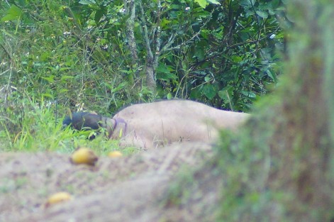 Un macabro hallazgo se dio la mañana de este jueves en la localidad de Arroyo de Piedra, perteneciente al municipio Tlapacoyan, cuando un campesino se disponía a realizar sus labores diarias encontró un cuerpo inerte a un costado de un camino parcelario.