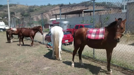 El alcalde de Xalapa, Américo Zúñiga, planteó la posibilidad de solicitar una prórroga para el remplazo de carretas tiradas por caballos para la recolección de basura, por vehículos de motor.  