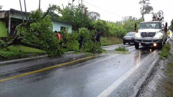 Un árbol cerró el paso vehicular sobre la carretera Tlapacoyan – Teziutlan.
