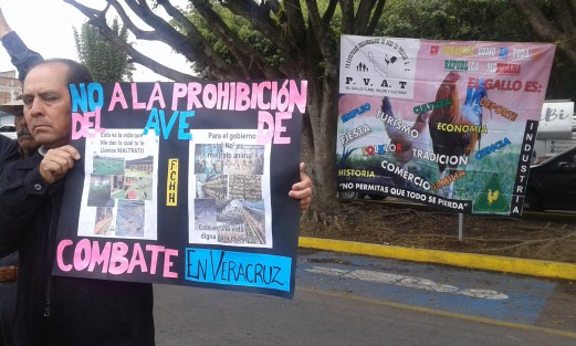 Con imágenes de granjas VIG, no de gallos muertos en las peleas,  contra imágenes de sacrificio de aves para alimento, galleros se manifiestan frente al Palacio Legislativo para solicitar a los diputados se vuelvan a permitir las peleas de gallos en el estado. 