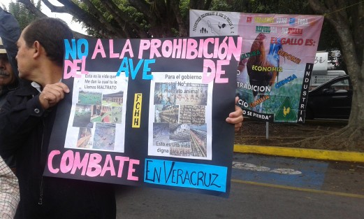 Con imágenes de granjas VIG, no de gallos muertos en las peleas,  contra imágenes de sacrificio de aves para alimento, galleros se manifiestan frente al Palacio Legislativo para solicitar a los diputados se vuelvan a permitir las peleas de gallos en el estado. 