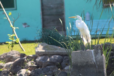 Una gran diversidad de flora y fauna puede apreciarse en la laguna de San Julián, pueblo que se encuentra poco antes de llegar al puerto de Veracruz viniendo desde La Antigua.    