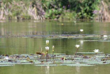 Una gran diversidad de flora y fauna puede apreciarse en la laguna de San Julián, pueblo que se encuentra poco antes de llegar al puerto de Veracruz viniendo desde La Antigua. 
