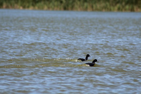 Una gran diversidad de flora y fauna puede apreciarse en la laguna de San Julián, pueblo que se encuentra poco antes de llegar al puerto de Veracruz viniendo desde La Antigua. 