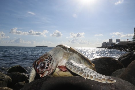 Dos tortugas aparecieron muertas esta mañana en las playas del bulevar Ávila Camacho. Una en el municipio de Boca del Río y la otra en Veracruz. Se desconocen las causas de los descesos; las autoridades ambientales aún no hacen acto de presencia. 