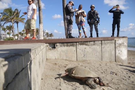 Dos tortugas aparecieron muertas esta mañana en las playas del bulevar Ávila Camacho. Una en el municipio de Boca del Río y la otra en Veracruz. Se desconocen las causas de los descesos; las autoridades ambientales aún no hacen acto de presencia.