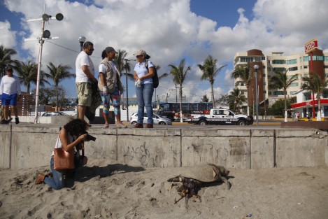 Dos tortugas aparecieron muertas esta mañana en las playas del bulevar Ávila Camacho. Una en el municipio de Boca del Río y la otra en Veracruz. Se desconocen las causas de los descesos; las autoridades ambientales aún no hacen acto de presencia. 