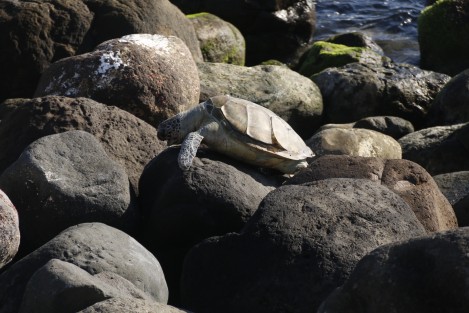 Dos tortugas aparecieron muertas esta mañana en las playas del bulevar Ávila Camacho. Una en el municipio de Boca del Río y la otra en Veracruz. Se desconocen las causas de los descesos; las autoridades ambientales aún no hacen acto de presencia. 