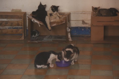 En la ciudad de Veracruz, un grupo de vecinos pide a las autoridades en materia de salud que retiren a decenas de gatos que viven en una casa abandonada en las calles de Iturbide y Cármen Serdán de la colonia Centro. Los inconformes argumentan que han padecido enfermedades a consecuencia de la orina y el excremento de los felinos. 