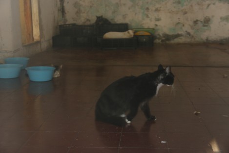 En la ciudad de Veracruz, un grupo de vecinos pide a las autoridades en materia de salud que retiren a decenas de gatos que viven en una casa abandonada en las calles de Iturbide y Cármen Serdán de la colonia Centro. Los inconformes argumentan que han padecido enfermedades a consecuencia de la orina y el excremento de los felinos. 