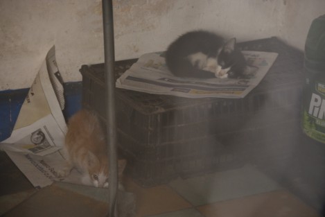 Exigen que estos animales sean retirados pues al rededor se encuentran la facultad de medicina, el CAPASIT, comercios de comida y próximamente el Hospital Infantil.