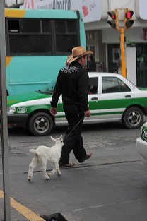 Paseando la chiva. 