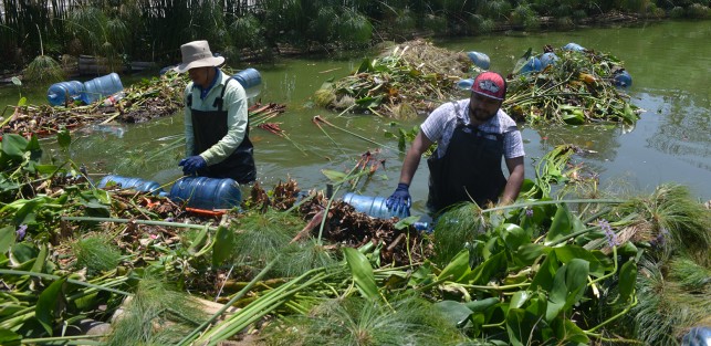 Ahorita lo que estamos haciendo es cambiando las bases de estas plantas ya que con el paso del tiempo se estropean ademas de que en la raíz se acumulan los sedimentos que atrapan las plantas. 