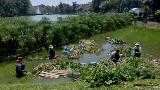 En el primer lago, empleados del INECOL reacomodan  las plantas vasculares que fueron colocadas desde hace dos años para tratar de sanear las aguas en el Paseo de Los Lagos; uno de ellos explicó que  los vegetales han hecho su función muy bien, lo malo es que la gente sigue arrojando basura y comida al agua, lo que hace difícil el trabajo de éstas.
