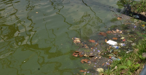 Como se muestra en algunas imágenes, la falta de cultura de alguna personas hace que arrojen la basura a los lagos,  y así por más esfuerzo que se realicen no hay poder humano que limpie este tiradero.
