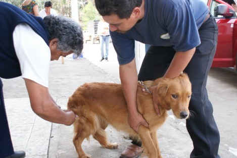 2 mil vacunas antirrábicas para Tlapacoyan dentro de la Semana Nacional de Reforzamiento De Vacunación Antirrábica Felina y Canina.