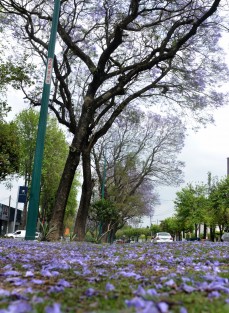 Como cada primavera, las jacarandas de la ciudad pintan las calles de Xalapa con su color morado, que hace lucir diferente esta ciudad.