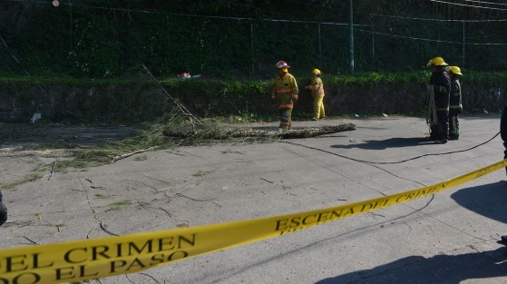 Debido a los fuertes vientos que se sienten esta tarde en la ciudad de Xalapa, un árbol de aproximadamente 4 metros cayó en la calle Chilpancingo de la colonia Progreso, por fortuna solo hubo daños materiales. 