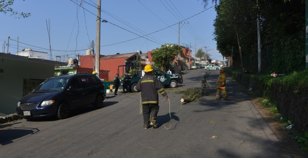 Bomberos de la ciudad y elementos de Fuerza Civil acudieron al lugar para retirar unos cables, así como el árbol caído. La velocidad de las rachas de viento en Xalapa alcanzó los 58.7 kmph.
 