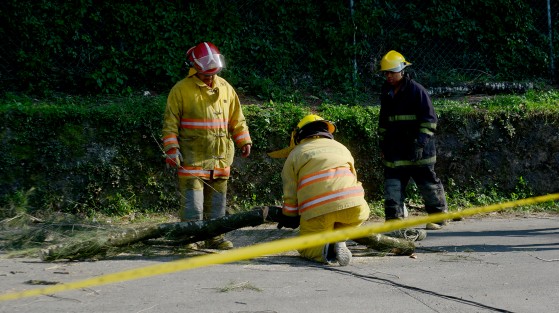 Bomberos de la ciudad y elementos de Fuerza Civil acudieron al lugar para retirar unos cables, así como el árbol caído. La velocidad de las rachas de viento en Xalapa alcanzó los 58.7 kmph.
