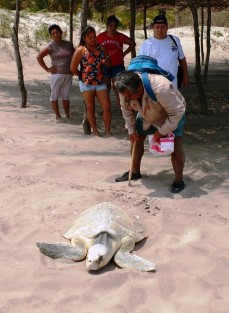 Inició en playas de  Tecolutla el arribo de tortugas marinas para su desove. Autoridades y el grupo Vida Milenaria piden a la población no molestarlas y dar aviso a las autoridades si las ven.  