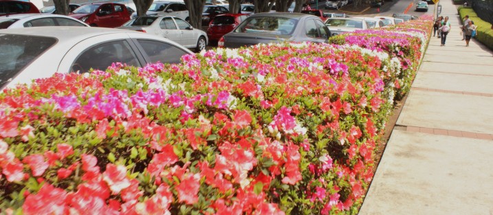 Florida primavera en Xalapa. 