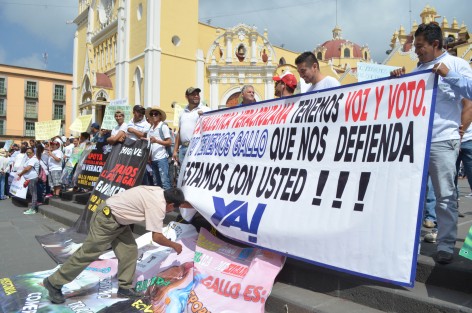 Galleros del estado se manifestaron con una caminata y plantón en Plaza Lerdo de Xalapa, para exigir al gobierno se modifique la ley que los penaliza por realizar peleas con animales. Aseguraron que no darán su voto a quienes se sigan oponiendo a las peleas de gallos. 
