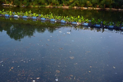 Lamentablemente quedó a medias la limpieza que se realizaba en el primer lago del Paseo de los Lagos de Xalapa, ya que los residuos que sacaron fueron dejados a orillas de  éste, aunado a que la gente continúa arrojando basura.