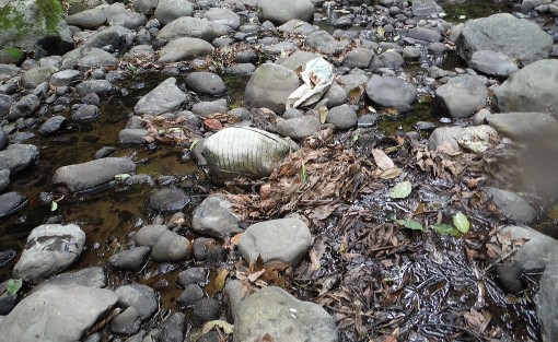 Ante la ola de calor que se ha dejado sentir en estos últimos días así lucen muchos de los ríos de la periferia de Xalapa, secos y contaminados ante el  avance de la mancha urbana.  