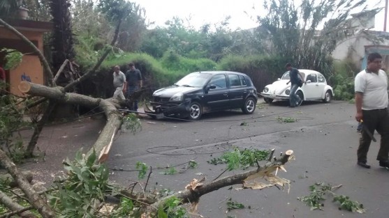Un árbol cayó en la avenida Ruiz Cortines, a la atura de La Antorcha, dañando un automóvil. 