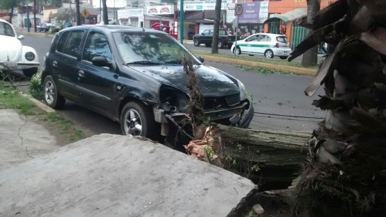 Un árbol cayó en la avenida Ruiz Cortines, a la atura de La Antorcha, dañando un automóvil. 