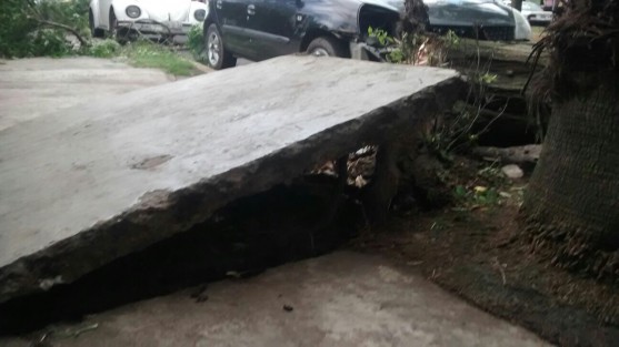 Un árbol cayó en la avenida Ruiz Cortines, a la atura de La Antorcha, dañando un automóvil.  