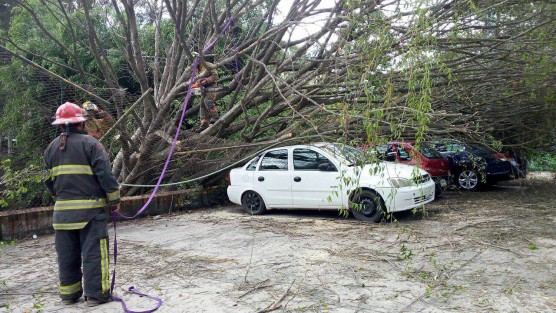 Diversos daños ocasiono el viento que se registró a lo largo del día en la capital veracruzana, decenas de árboles, ramas y algunos espectaculares y postes de luz cayeron a la vía pública o sobre vehículos estacionados causando diversos daños materiales. 