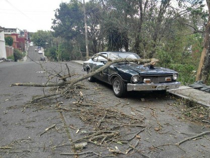 Diversos daños ocasiono el viento que se registró a lo largo del día en la capital veracruzana, decenas de árboles, ramas y algunos espectaculares y postes de luz cayeron a la vía pública o sobre vehículos estacionados causando diversos daños materiales.  