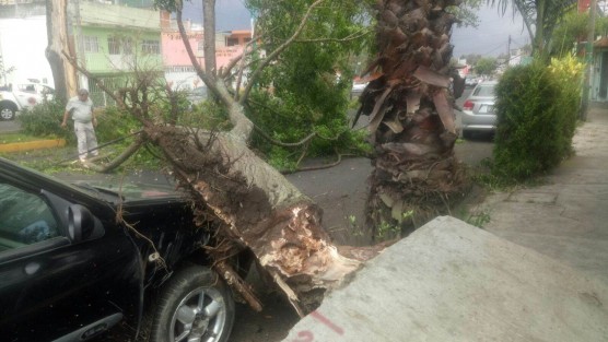 Diversos daños ocasiono el viento que se registró a lo largo del día en la capital veracruzana, decenas de árboles, ramas y algunos espectaculares y postes de luz cayeron a la vía pública o sobre vehículos estacionados causando diversos daños materiales. 