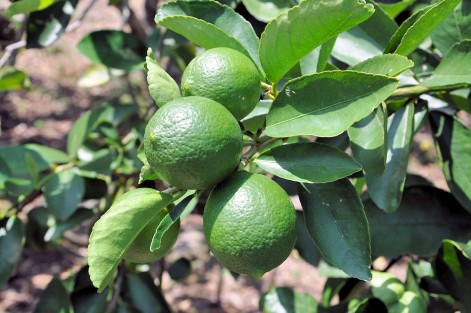 Productores citrícolas esperan repunte considerable en la producción de limón persa, tras lluvias.
