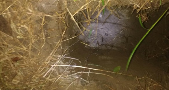 Se confirma aparición de narcofosa en Tlapacoyan, fueron localizados dos cuerpos.
