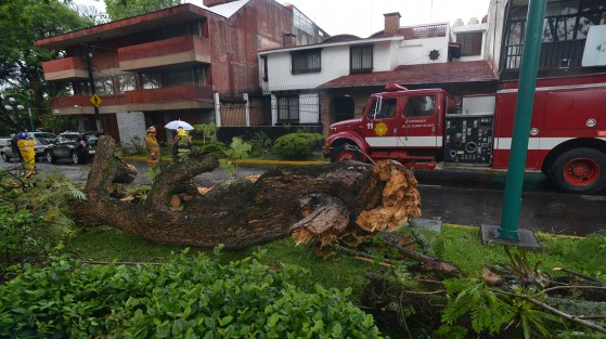 El árbol cayó en la avenida Orizaba, casi esquina Paseo de las Palmas, del fraccionamiento Veracruz. La circulación fue cerrada por algunos minutos mientras los bomberos retiraban el árbol.  