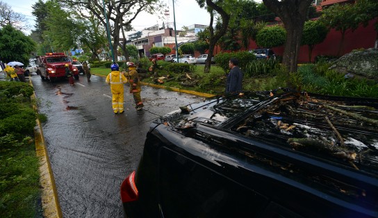 El árbol cayó en la avenida Orizaba, casi esquina Paseo de las Palmas, del fraccionamiento Veracruz. La circulación fue cerrada por algunos minutos mientras los bomberos retiraban el árbol.  