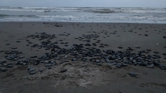 5 mil ejemplares de tortuga Lora fueron liberadas en Tecolutla por el campamento tortuguero Vida Milenaria A.C., de un aproximado de 10 mil huevos que esperan terminen de eclosionar en los próximos días.  Por la cantidad de ejemplares el evento fue privado en una zona no turística; sin embargo la asociación sigue invitando a las liberaciones diarias de 7 a 9 am. 