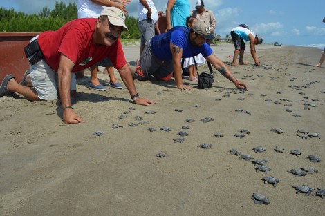 El presidente de este campamento tortuguero, Fernando Manzano Cervantes, mejor conocido como Papá Tortuga, dio a conocer que se esperaba que fueran más de diez mil ejemplares, sin embargo como cualquier nacimiento, los quelonios no eclosionaron al mismo tiempo, por lo que en próximos días podrían continuar con el resto de las liberaciones.
